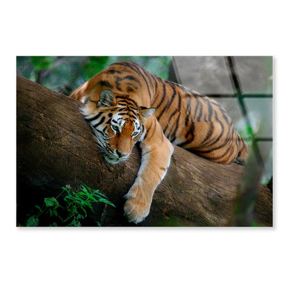 Tiger Is Laying on A Tree Branch Acrylic Glass Print Tempered Glass Wall Art 100% Made in Australia Ready to Hang - Bella Home Decor