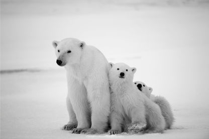 Black and Snowy Polar She-bear with Cubs Wall Art Decor 100% Australian Made
