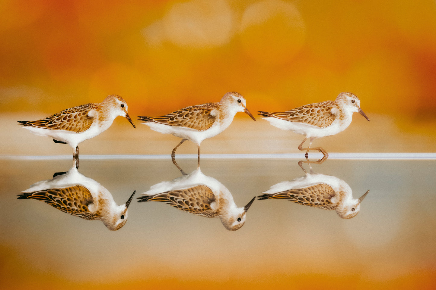 Western Sandpiper Birds Water Reflection Art Wall Art Decor 100% Australian Made - Bella Home Decor