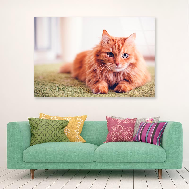 Beautiful Red Fluffy Cat with Green Eyes Acrylic Glass Print Tempered Glass Wall Art 100% Made in Australia Ready to Hang