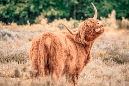 Majestic Highland Cow Rustic Farmhouse Scottish Animal Wall Art Decor 100% Australian Made