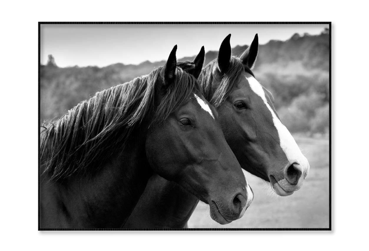 Two Horses in A Meadow Home Decor Premium Quality Poster Print Choose Your Sizes