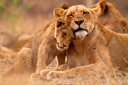 Predator’s Love Lioness and Cub South Africa Wall Art Decor 100% Australian Made