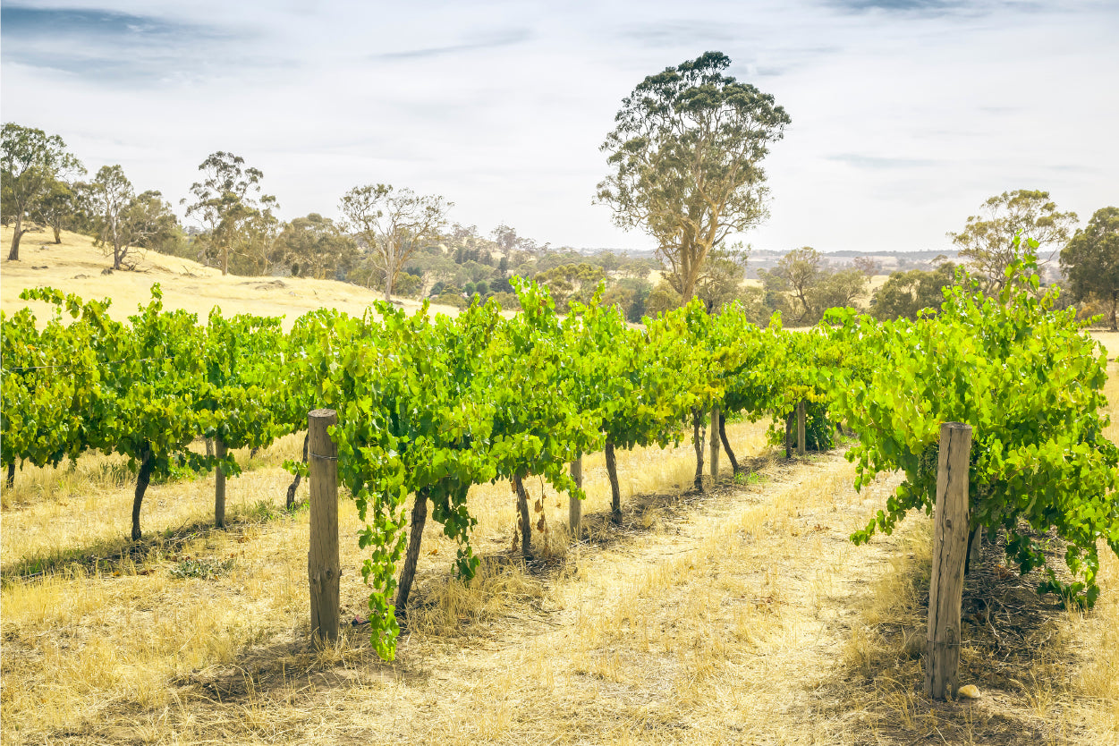 Scenic Barossa Valley Landscape South Australia Wall Art Decor 100% Australian Made - Bella Home Decor