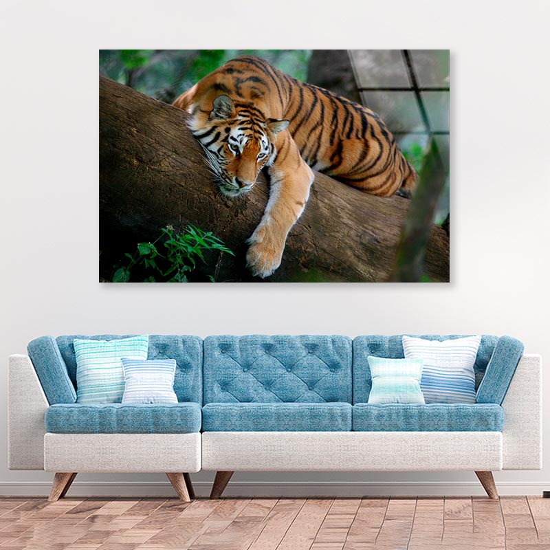 Tiger Is Laying on A Tree Branch Acrylic Glass Print Tempered Glass Wall Art 100% Made in Australia Ready to Hang - Bella Home Decor