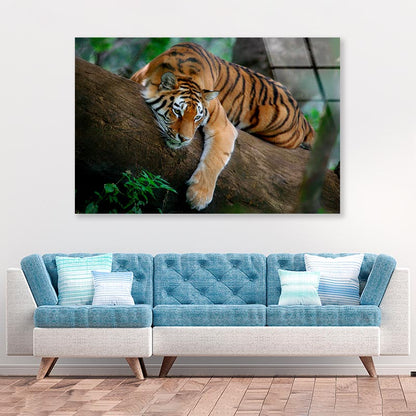 Tiger Is Laying on A Tree Branch Acrylic Glass Print Tempered Glass Wall Art 100% Made in Australia Ready to Hang - Bella Home Decor