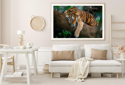 Tiger Is Laying on A Tree Branch Home Decor Premium Quality Poster Print Choose Your Sizes - Bella Home Decor