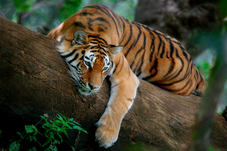 Tiger Is Laying on A Tree Branch Acrylic Glass Print Tempered Glass Wall Art 100% Made in Australia Ready to Hang - Bella Home Decor