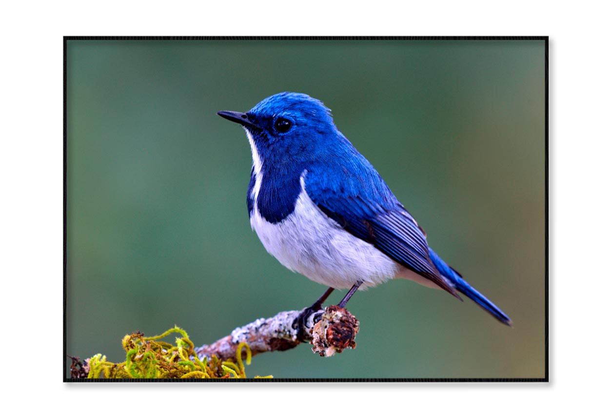 Ultramarine Flycatcher Cute Blue Bird Perching on Top Mossy Home Decor Premium Quality Poster Print Choose Your Sizes - Bella Home Decor