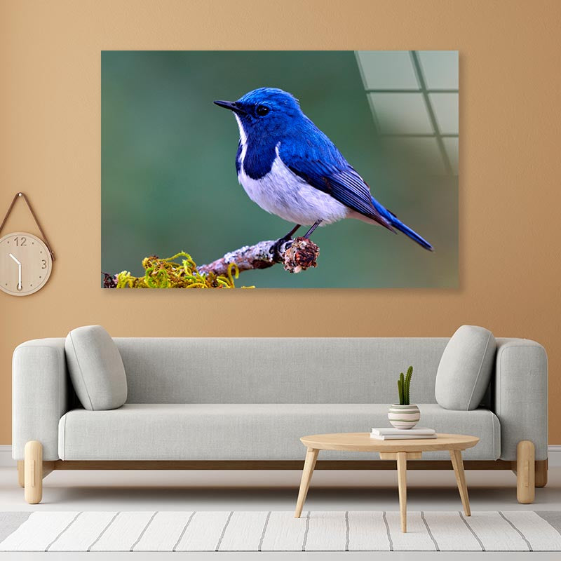 Ultramarine Flycatcher Cute Blue Bird Perching on Top Mossy  Acrylic Glass Print Tempered Glass Wall Art 100% Made in Australia Ready to Hang