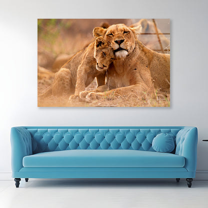Predator’s Love Lioness and Cub South Africa Acrylic Glass Print Tempered Glass Wall Art 100% Made in Australia Ready to Hang