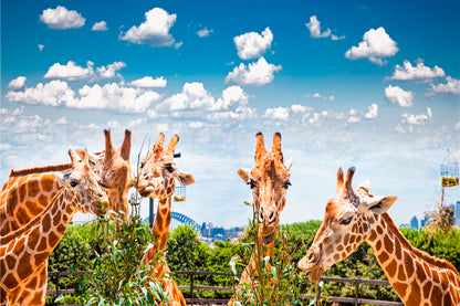 Giraffes at Taronga Zoo Sydney with Harbour Bridge Wall Art Decor 100% Australian Made