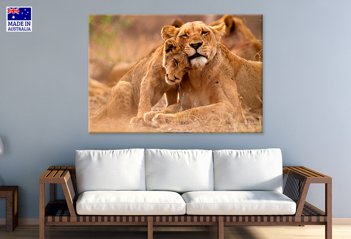 Predator’s Love Lioness and Cub South Africa Wall Art Decor 100% Australian Made