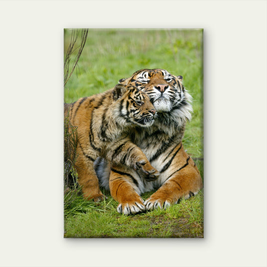 Sumatran Tiger Female with Cub Wild Animals Wall Art Decor 100% Australian Made