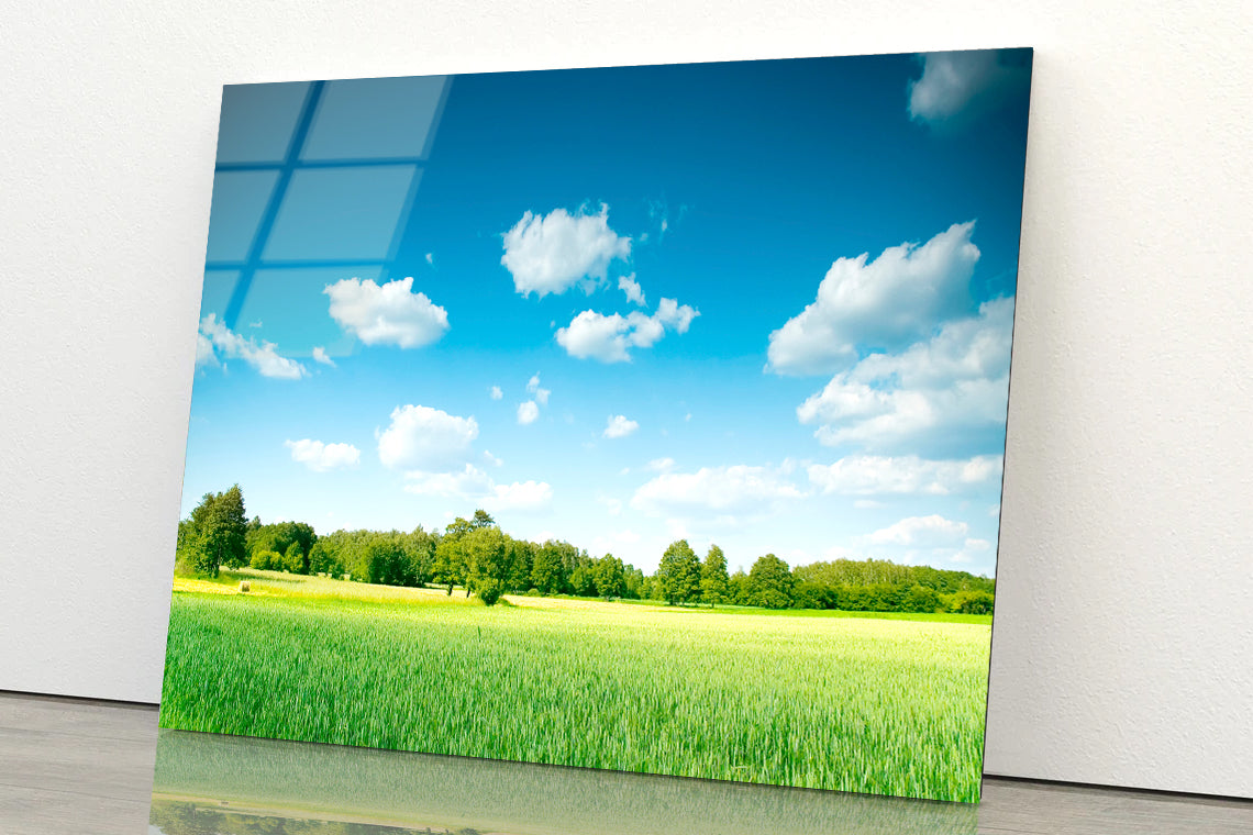 A Large Green Field with Trees under a Blue Sky Acrylic Glass Print Tempered Glass Wall Art 100% Made in Australia Ready to Hang