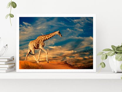 Giraffe Walking On A Sand Dune Glass Framed Wall Art, Ready to Hang Quality Print Without White Border White