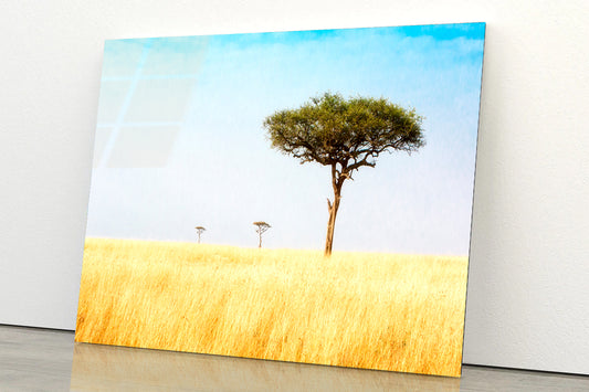 Trees in Grasslands of Kenya Africa Acrylic Glass Print Tempered Glass Wall Art 100% Made in Australia Ready to Hang