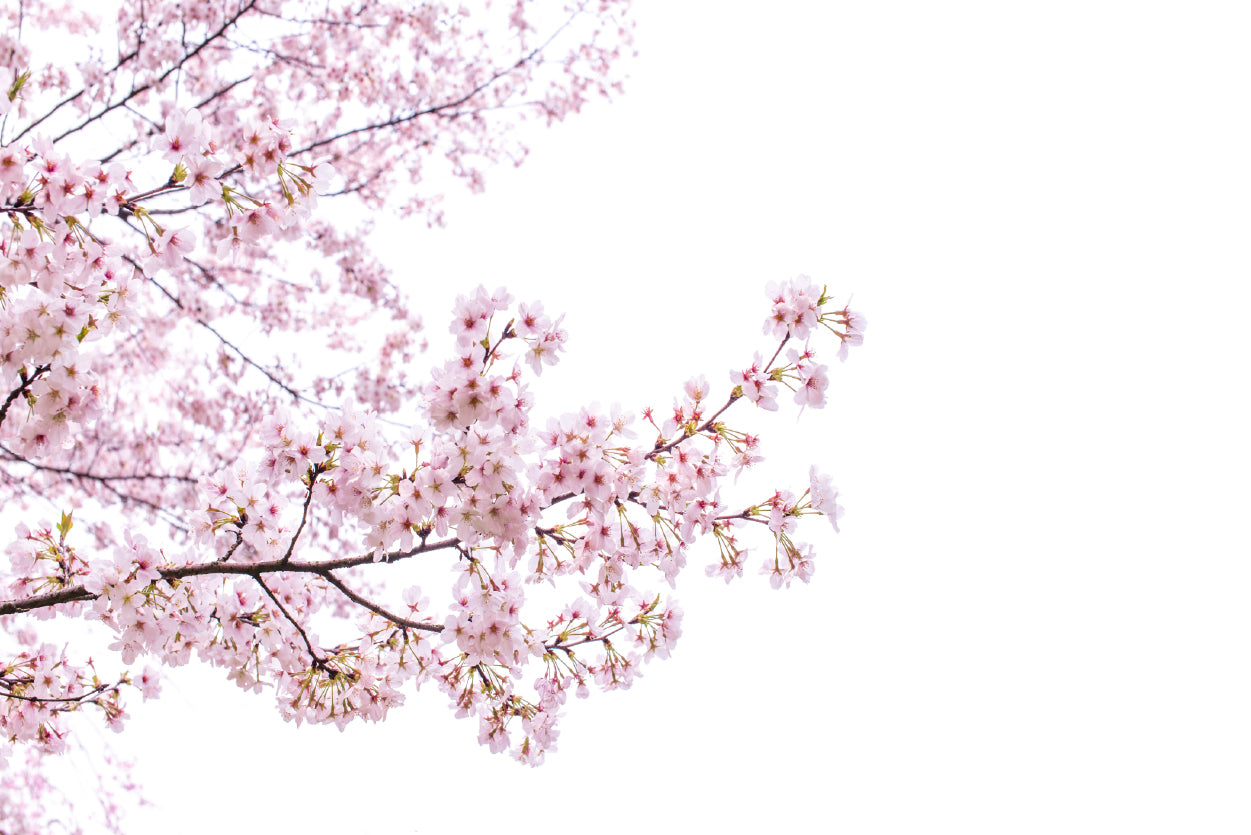 Branch of Pink Cherry Blossom Print 100% Australian Made - Bella Home Decor