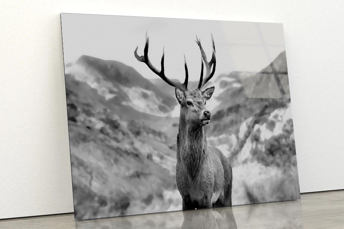 Black & white Deer Acrylic Glass Print Tempered Glass Wall Art 100% Made in Australia Ready to Hang