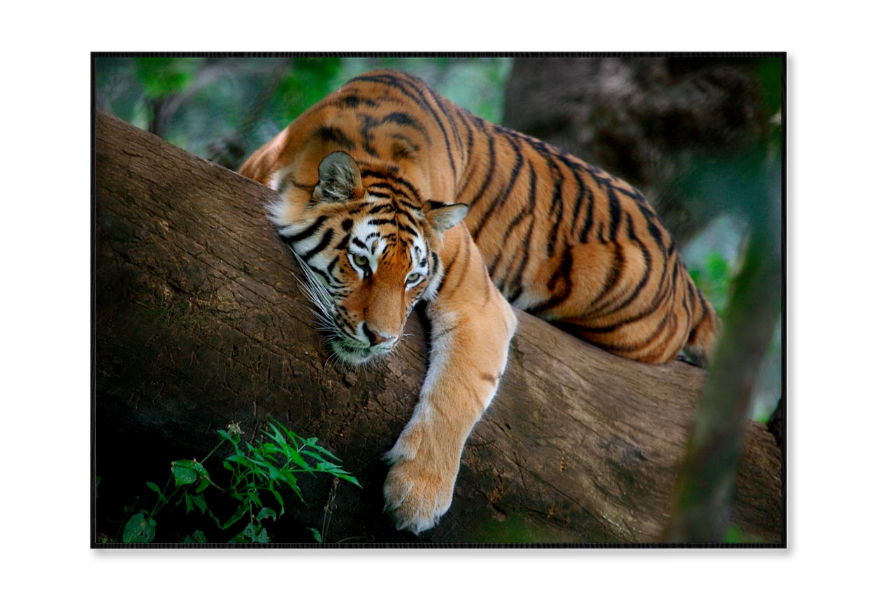 Tiger Is Laying on A Tree Branch Home Decor Premium Quality Poster Print Choose Your Sizes - Bella Home Decor