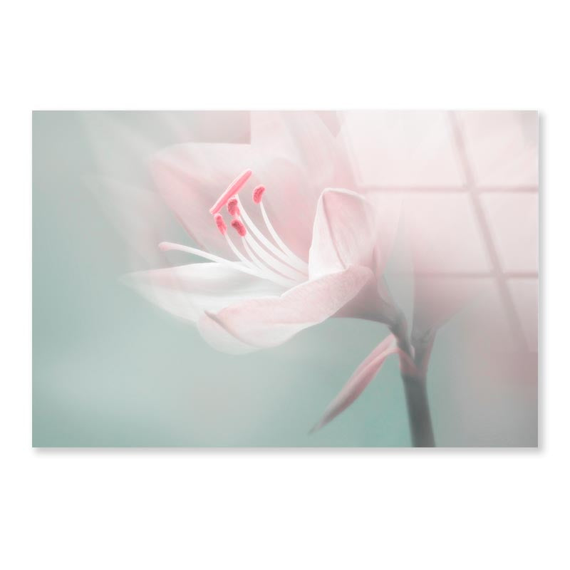 Single Dreamy Surreal White Flower Acrylic Glass Print Tempered Glass Wall Art 100% Made in Australia Ready to Hang - Bella Home Decor