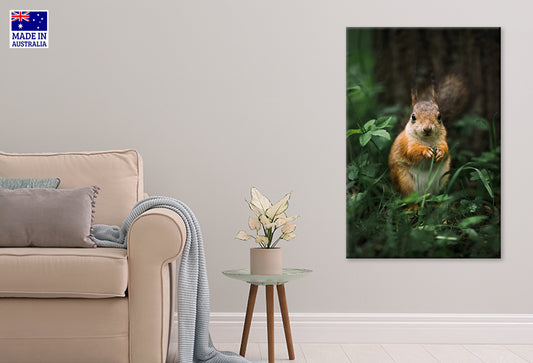 Beautiful Animals Cute squirrel in Forest Wall Art Decor 100% Australian Made