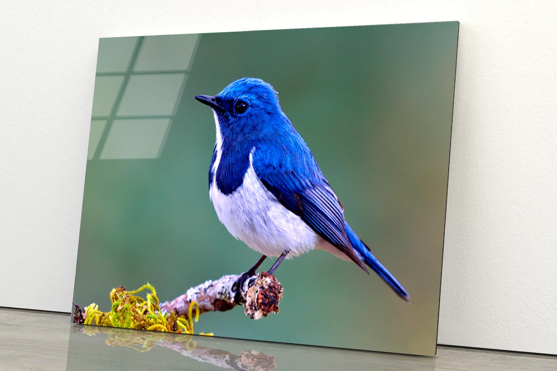 Ultramarine Flycatcher Cute Blue Bird Perching on Top Mossy  Acrylic Glass Print Tempered Glass Wall Art 100% Made in Australia Ready to Hang