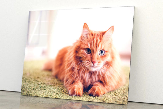 Beautiful Red Fluffy Cat with Green Eyes Acrylic Glass Print Tempered Glass Wall Art 100% Made in Australia Ready to Hang