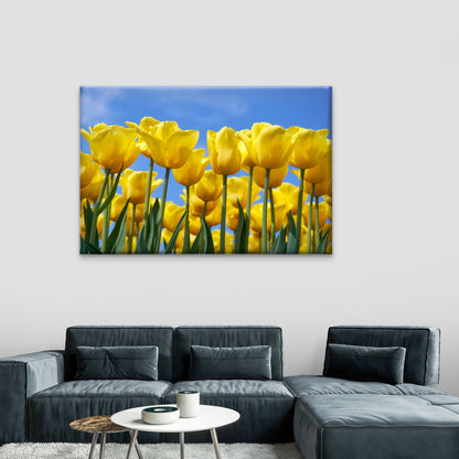 Netherlands Yellow Tulips in Full Bloom Wall Art Decor 100% Australian Made - Bella Home Decor