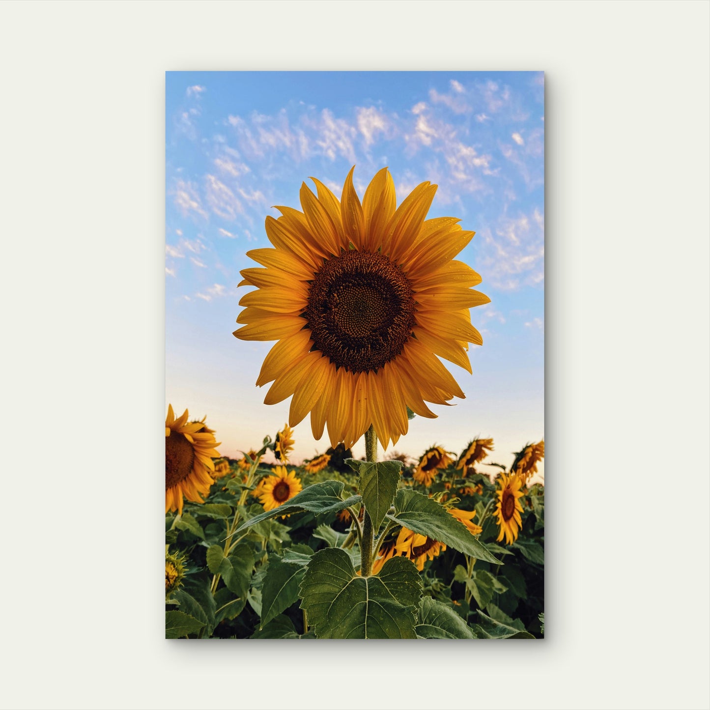 Sunflowers in a Field at Sunset 40x60cm Metal Print Ready to Hang