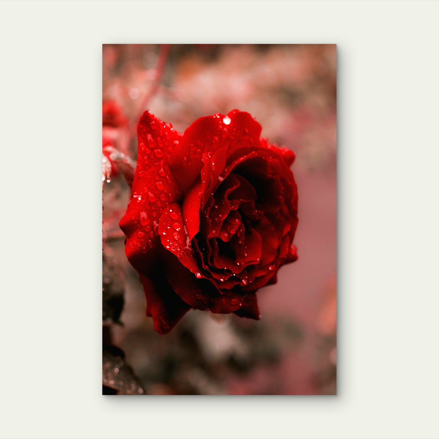 Close-Up of Red Rose with Water Droplets 40x60cm Metal Print Ready to Hang