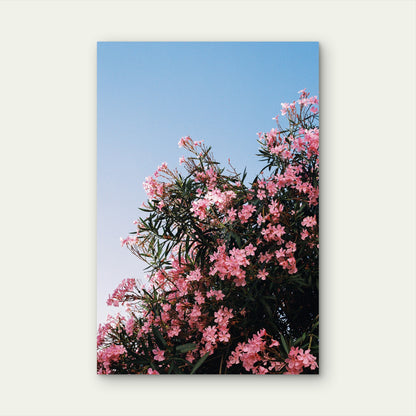Pink Oleander Flowers Blooming Against Blue Sky 40x60cm Metal Print Ready to Hang