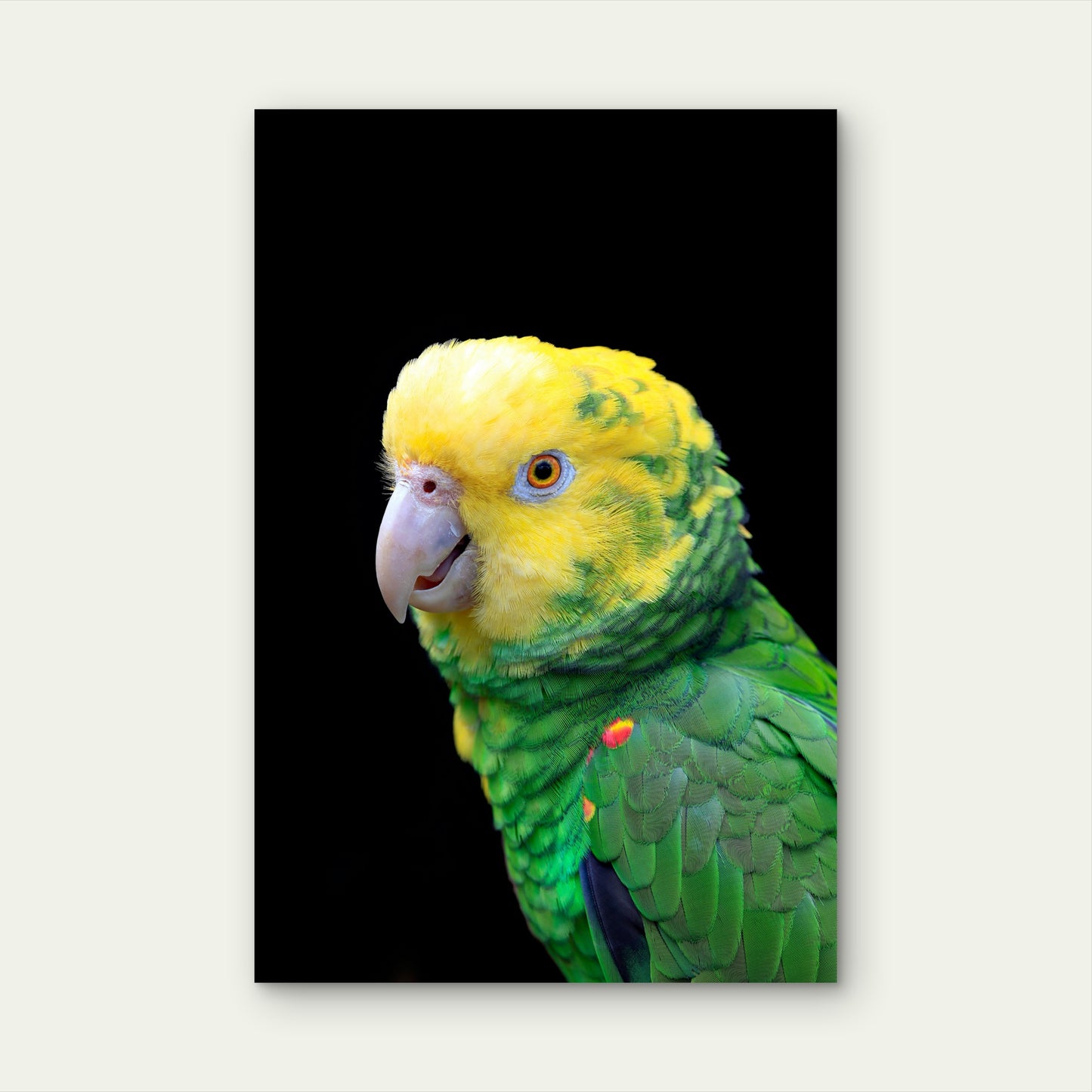 Close Up of Yellow-Headed Amazon Parrot 40x60cm Metal Print Ready to Hang
