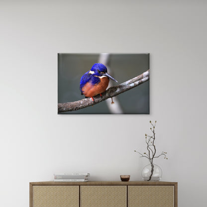 Azure Kingfisher Queensland Wall Art Decor 100% Australian Made