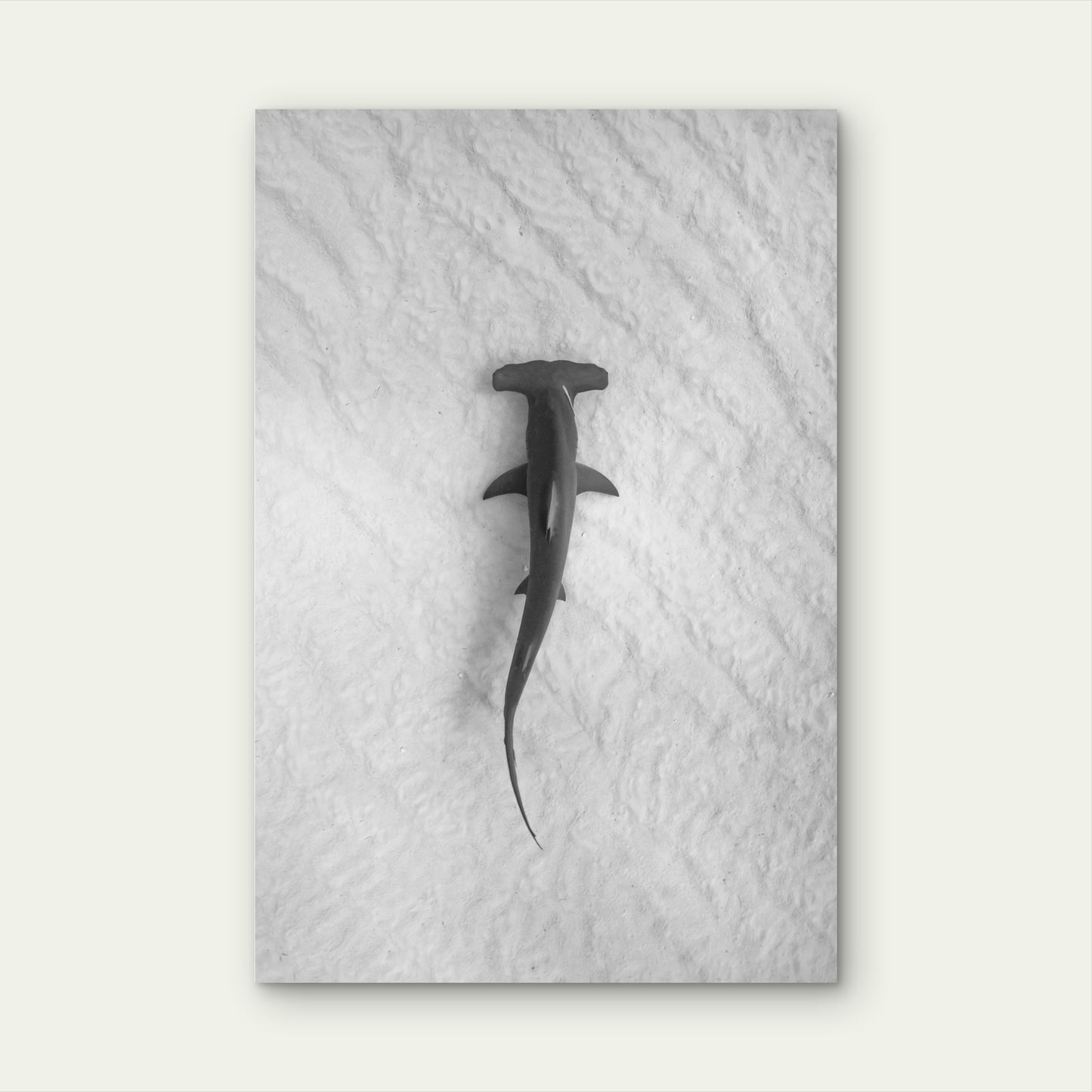 A Great Hammerhead Swimming Over A Sandy Seafloor 40x60cm Metal Print Ready to Hang - Bella Home Decor