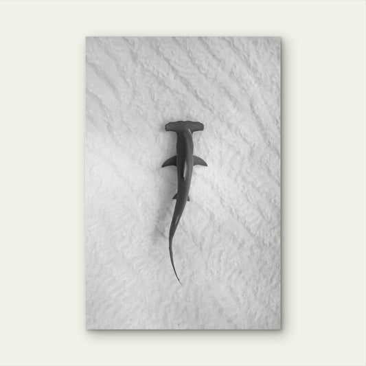 A Great Hammerhead Swimming Over A Sandy Seafloor 40x60cm Metal Print Ready to Hang