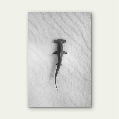 A Great Hammerhead Swimming Over A Sandy Seafloor 60x90cm Metal Print Ready to Hang