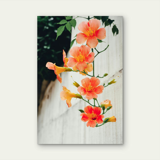 Chinese Trumpet Vine 60x90cm Metal Print Ready to Hang