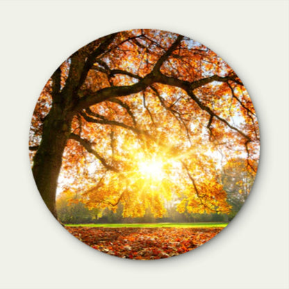 Autumn Tree with Sunshine Acrylic Glass Rounded Print Tempered Glass Wall Art 100% Made in Australia Ready to Hang