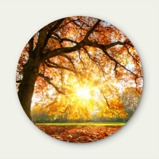 Autumn Tree with Sunshine Acrylic Glass Rounded Print Tempered Glass Wall Art 100% Made in Australia Ready to Hang