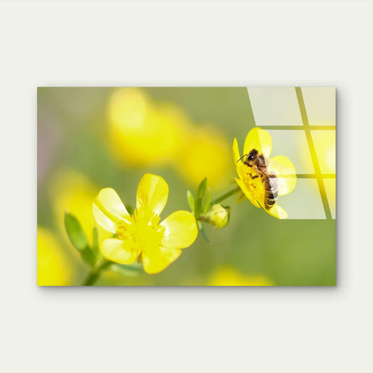 Honeybee Yellow Flower Acrylic Glass Printing Wall Art Australian Made Quality