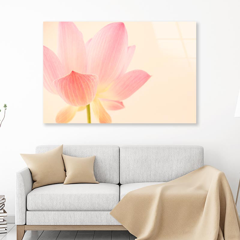 Pink Flower With a White Background Acrylic Glass Print Tempered Glass Wall Art 100% Made in Australia Ready to Hang