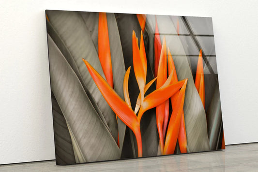 Orange Flowers Closeup UV Direct Aluminum Print Australian Made Quality