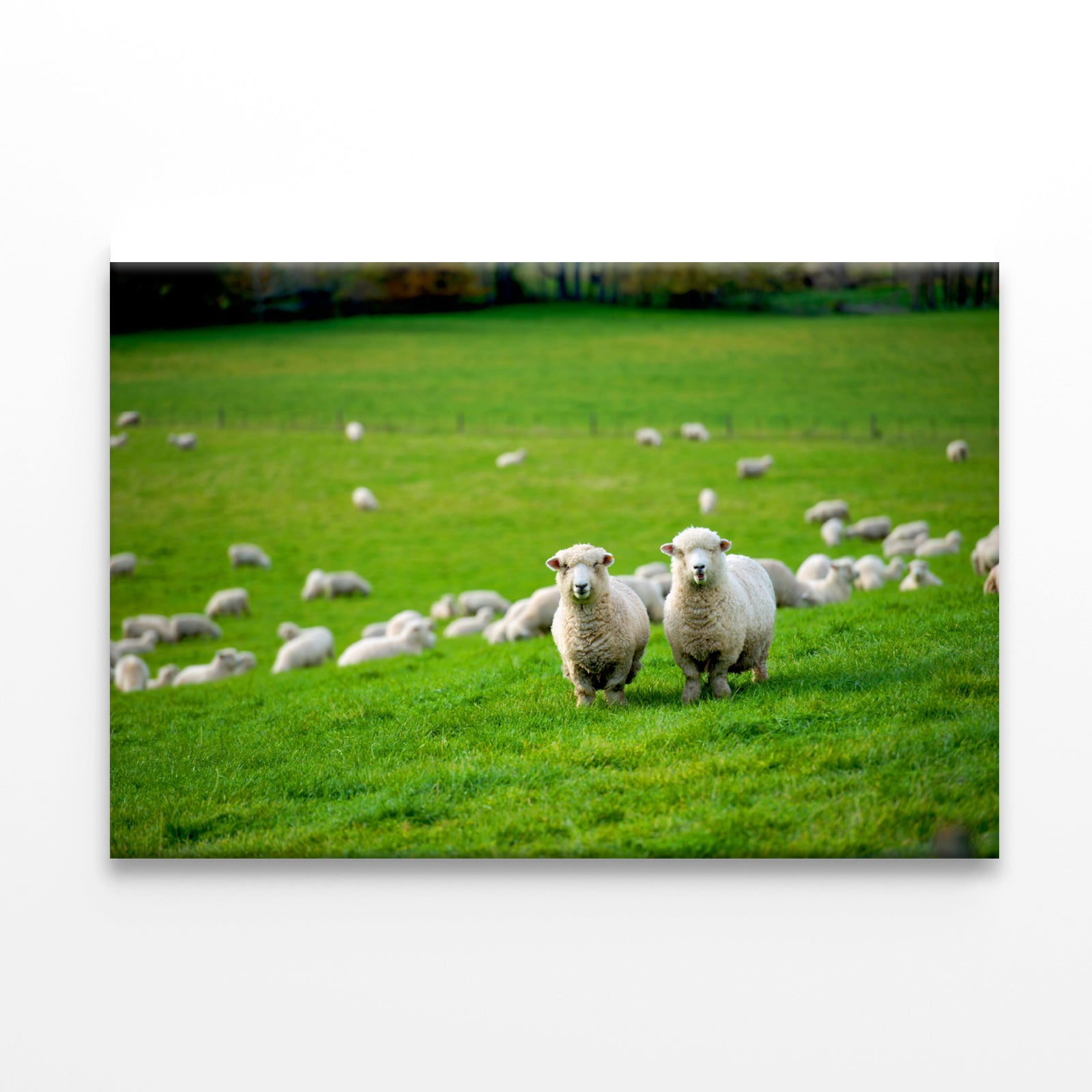 Herd Of Sheeps in Grass Plain Print 100% Australian Made - Bella Home Decor