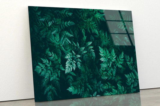 Green Plant with Leaves Acrylic Glass Print Tempered Glass Wall Art 100% Made in Australia Ready to Hang