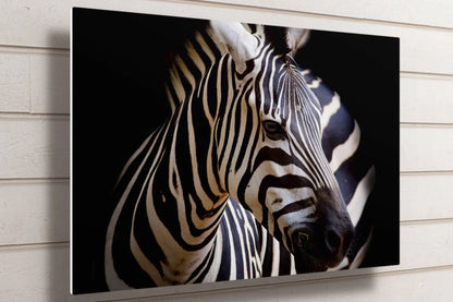 African Zebra UV Direct Aluminum Print Australian Made Quality