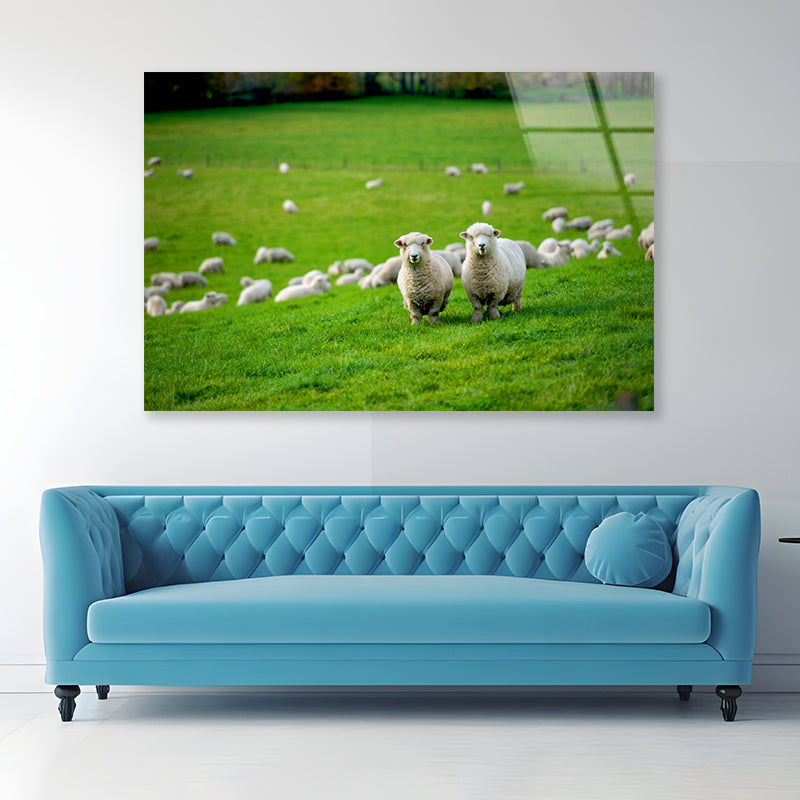 Herd Of Sheeps in Grass Plain Acrylic Glass Print Tempered Glass Wall Art 100% Made in Australia Ready to Hang - Bella Home Decor