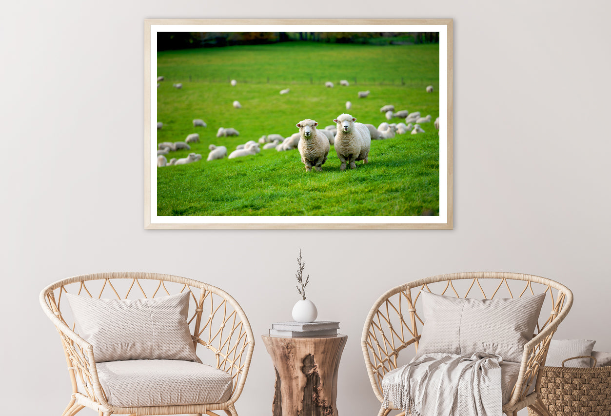Herd Of Sheeps in Grass Plain Home Decor Premium Quality Poster Print Choose Your Sizes - Bella Home Decor