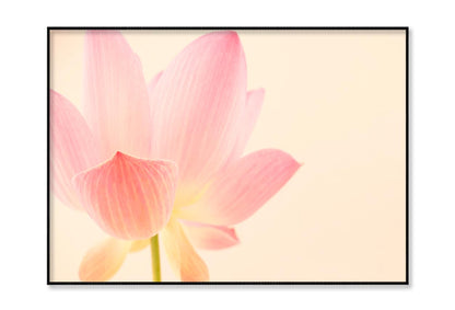 Pink Flower With a White Background Home Decor Premium Quality Poster Print Choose Your Sizes