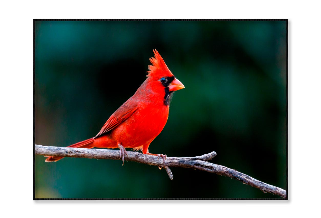 Northern Cardinal Home Decor Premium Quality Poster Print Choose Your Sizes